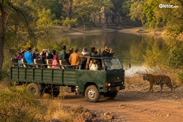 Canter Safari in Ranthambore National Park